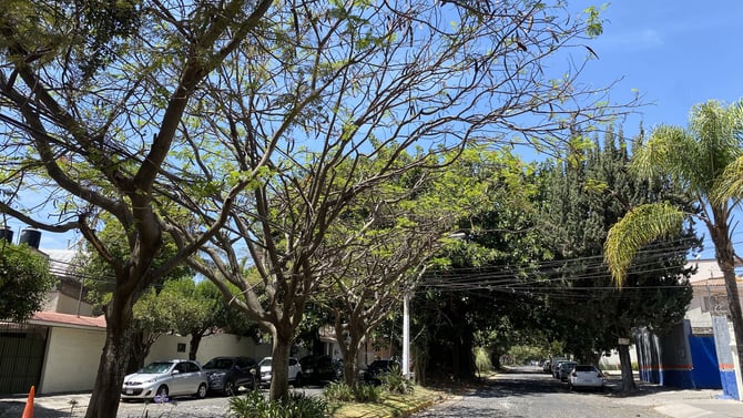 Tribu San Martín
